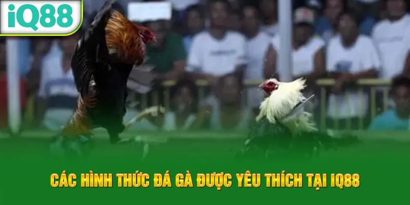 cac-hinh-thuc-da-ga-duoc-yeu-thich-tai-iq88_22_11zon
