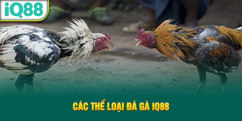 cac-the-loai-da-ga-iq88_51_11zon