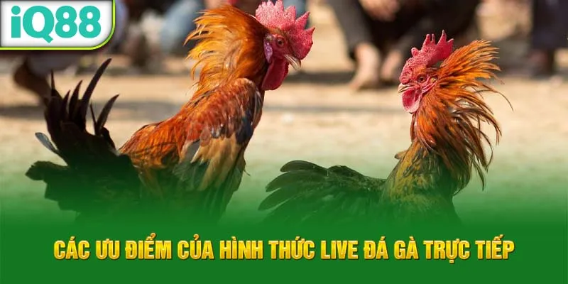 cac-uu-diem-cua-hinh-thuc-live-da-ga-truc-tiep_21_11zon