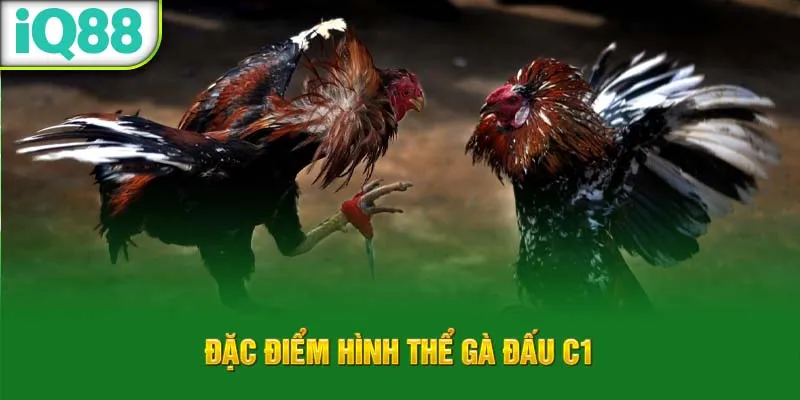 dac-diem-hinh-the-ga-dau-c1_2_11zon