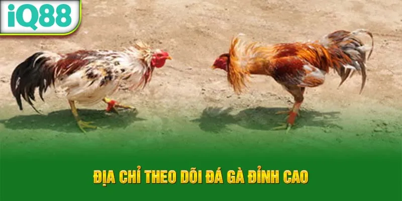 dia-chi-theo-doi-da-ga-dinh-cao_6_11zon