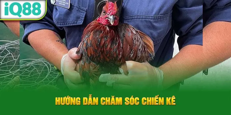 huong-dan-cham-soc-chien-ke_24_11zon