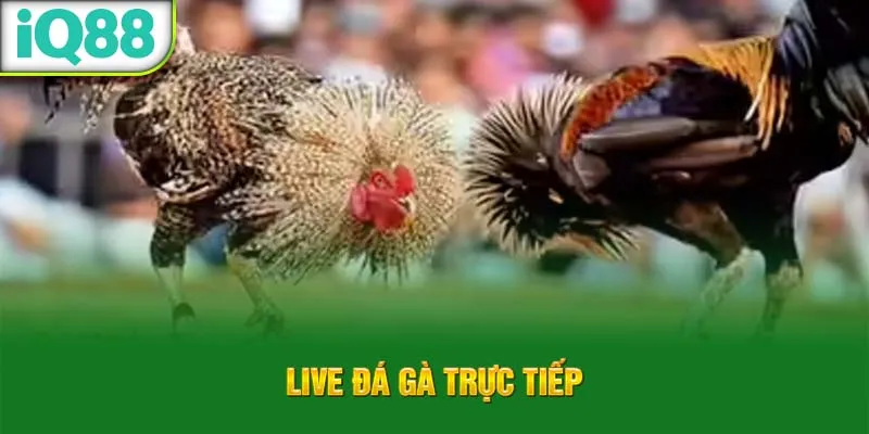 live-da-ga-truc-tiep_10_11zon