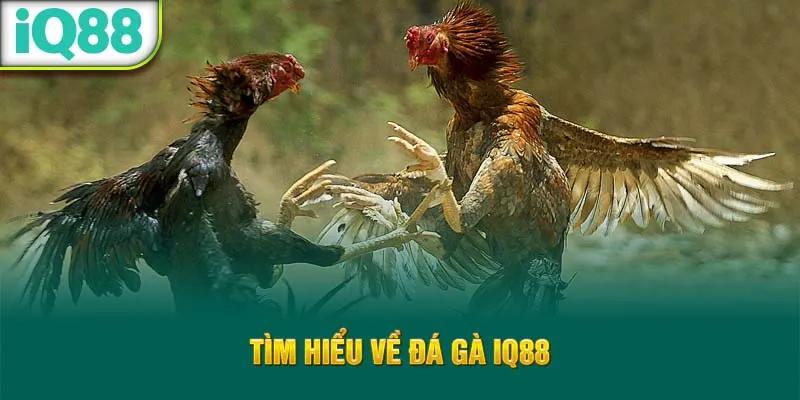 tim-hieu-ve-da-ga-iq88_20_11zon